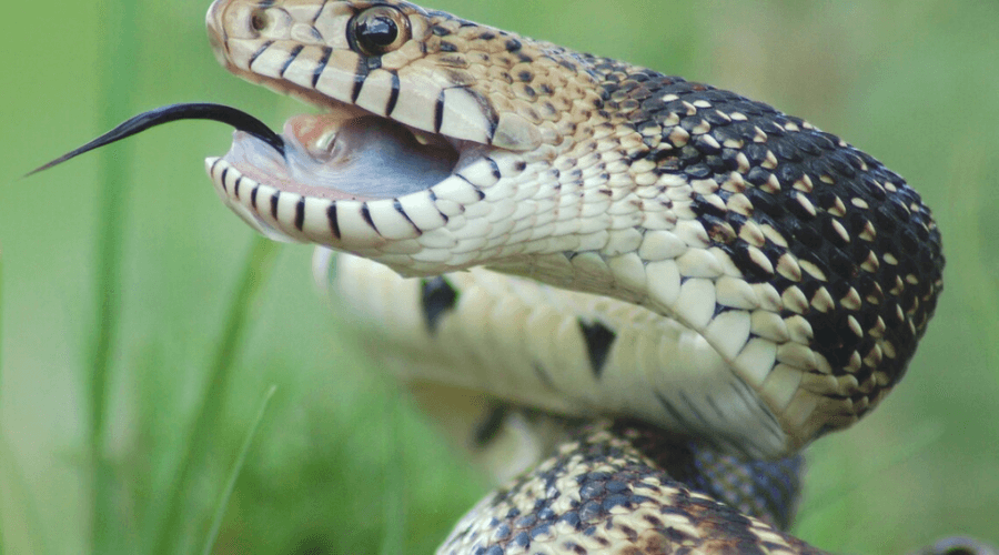 What Happened If Bull Snake Bites You? - The Blog Post